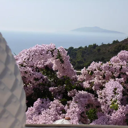 Mimosa Θέρετρο