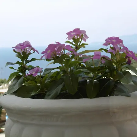 Mimosa Anacapri (Isola di Capri)