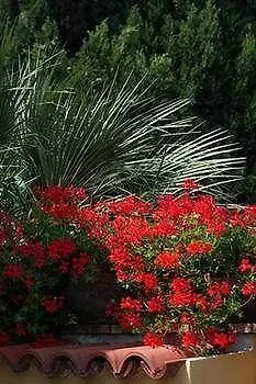 Mimosa אנה קאפרי
